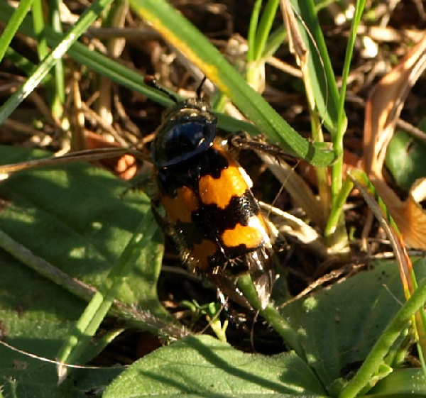 Necrophorus vespillo